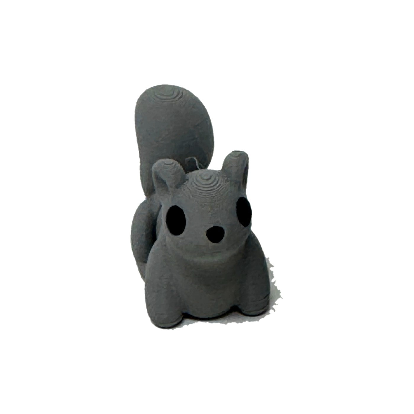 Grey squirrel